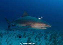 Bull shark with a bit of unwanted jewelry. by Matt Heath 